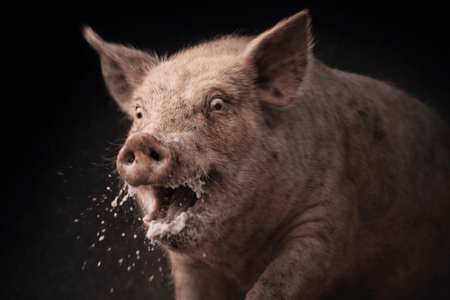 Sir Oinks-a-Lot